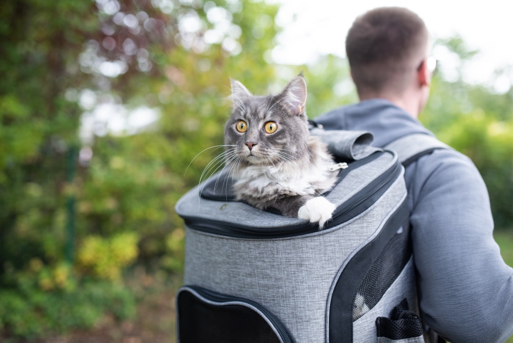 Pet Owner Carrying Backpack With Funny Looking Blue Tabby Maine